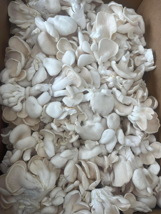 Mushroom